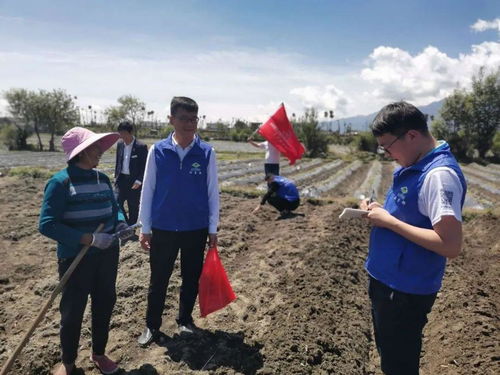 走田間 去地頭,供服務 保豐收 順豐洱海環保科技股份農化服務隊田間服務烤煙種植戶 煙草