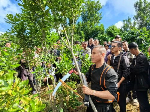 臨滄發展高原特色農業,把 土 優勢轉變成大產業
