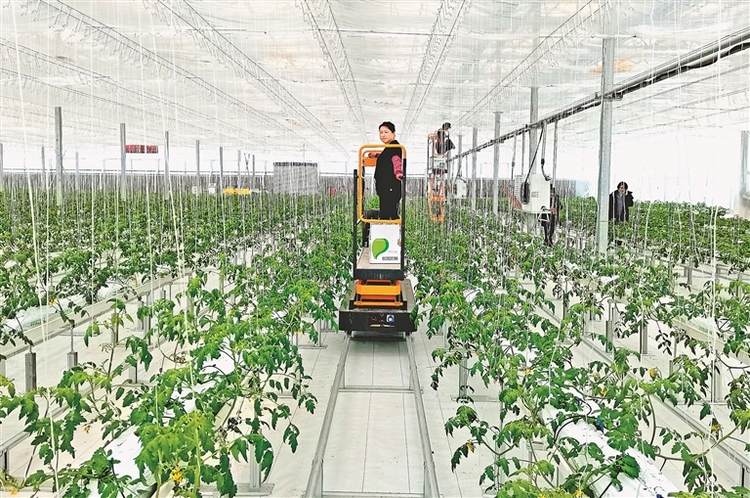 數字化果蔬工廠占"鮮"機 探訪雙鴨山市現代高科技農業種植示范園區-國